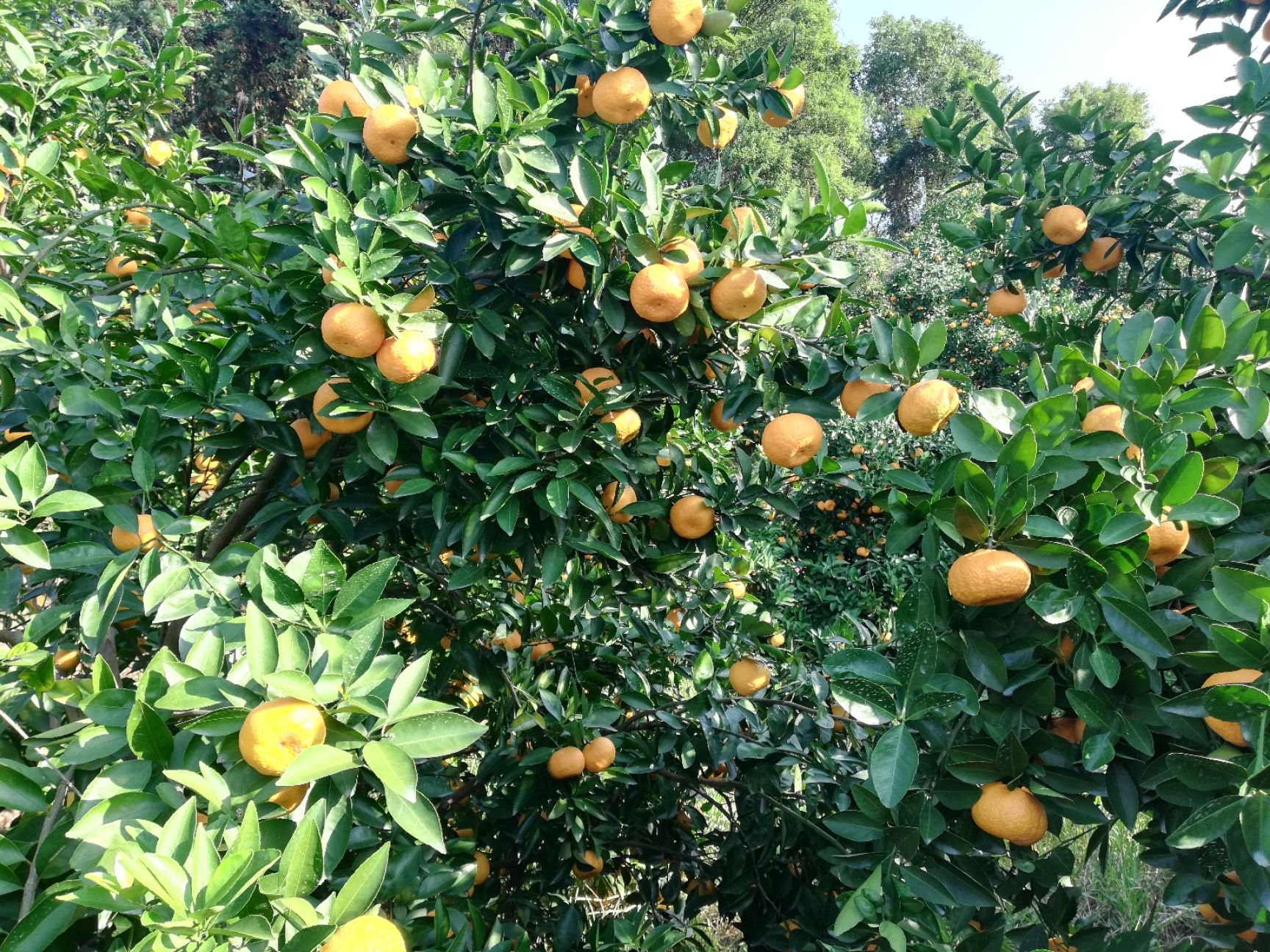 新余蜜橘 5.5 - 6cm 1.5 - 2两