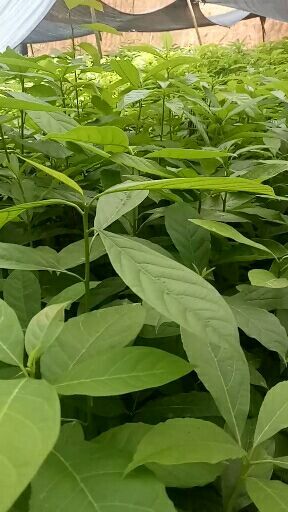 灵山县牛油果苗 0.5米以下 