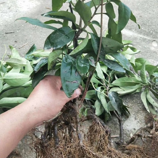 始兴县粉红黑老虎苗