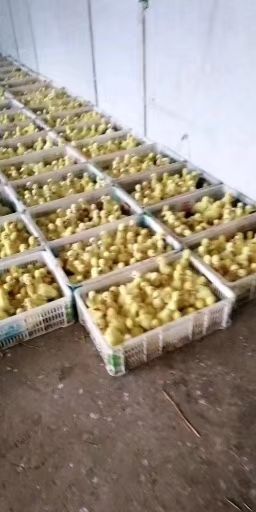 嘉祥县四季鹅苗 