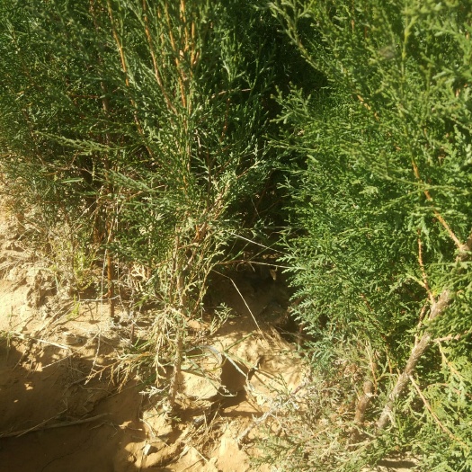 泰安侧柏苗 