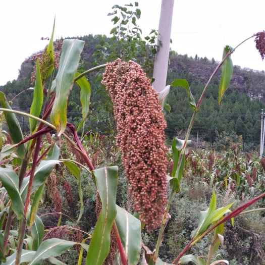 武安市 红缨子高粱600吨