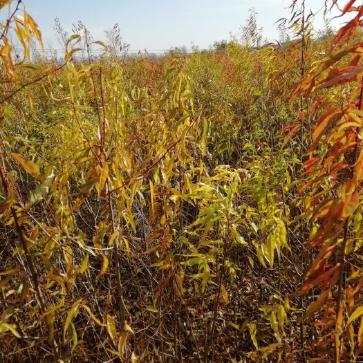 朝阳毛桃苗 1~1.5米 