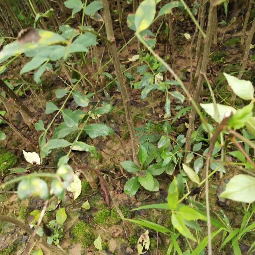 苍溪县樱桃实生钻木苗