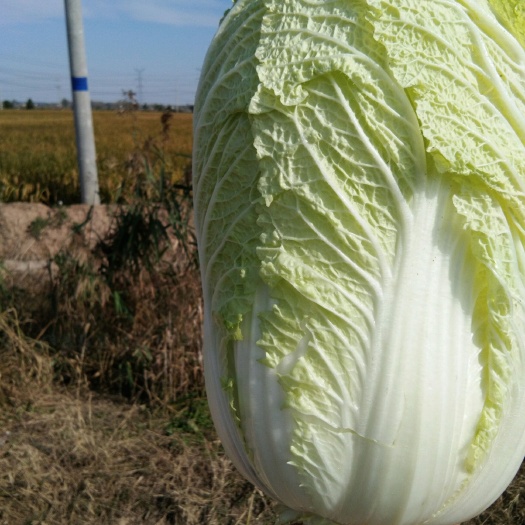 盱眙县 黄心大白菜口感好棵行好看