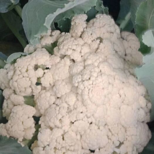 钟祥市白花菜花 松散 2~3斤 乳白色 