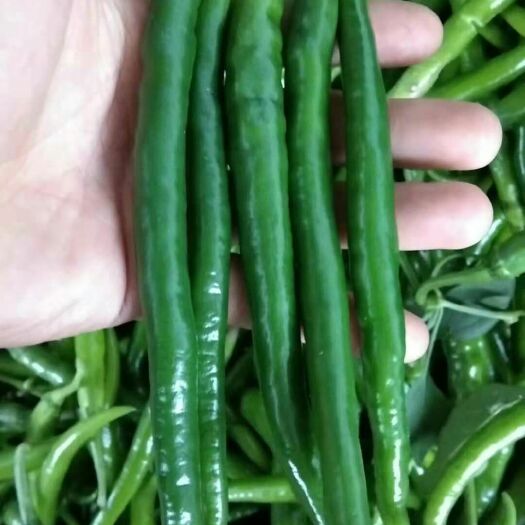 夏邑县线椒 15~20cm 靑色 中辣