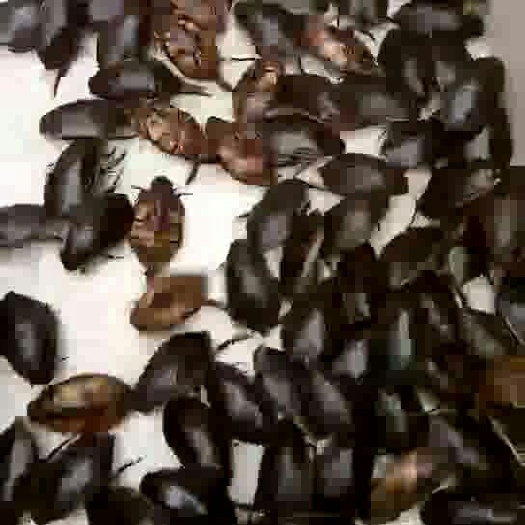 杜尔伯特龙虱  速冻