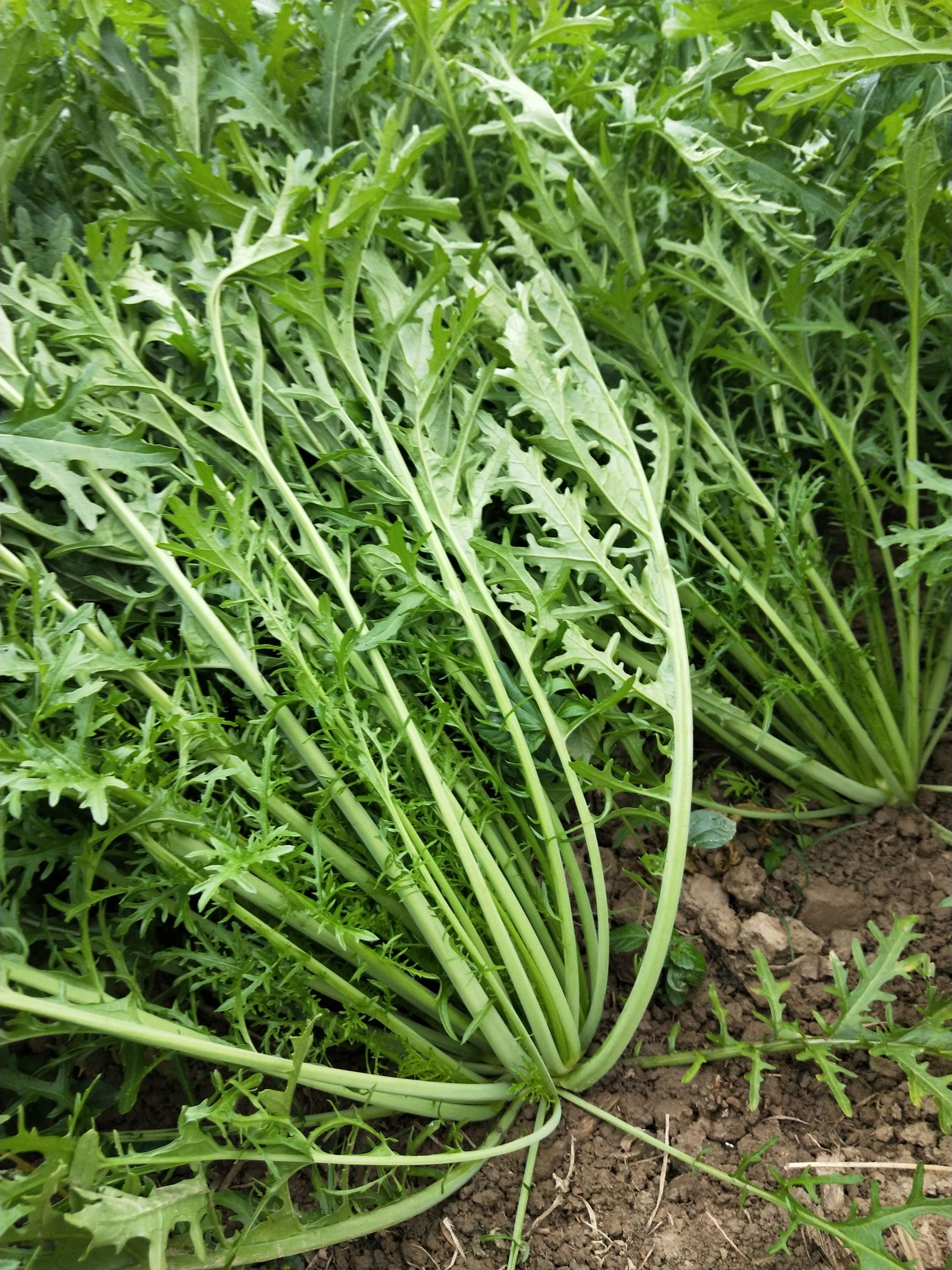 白花菜花 松散 2~3斤 乳白色 