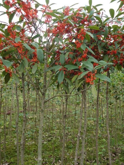 融安县桂花树苗