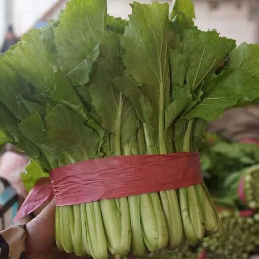 邯郸小青菜 10~15公分 