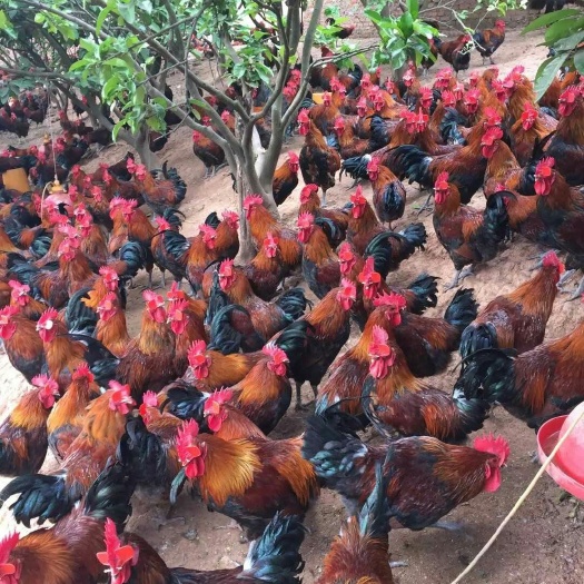沭阳县三黄鸡苗