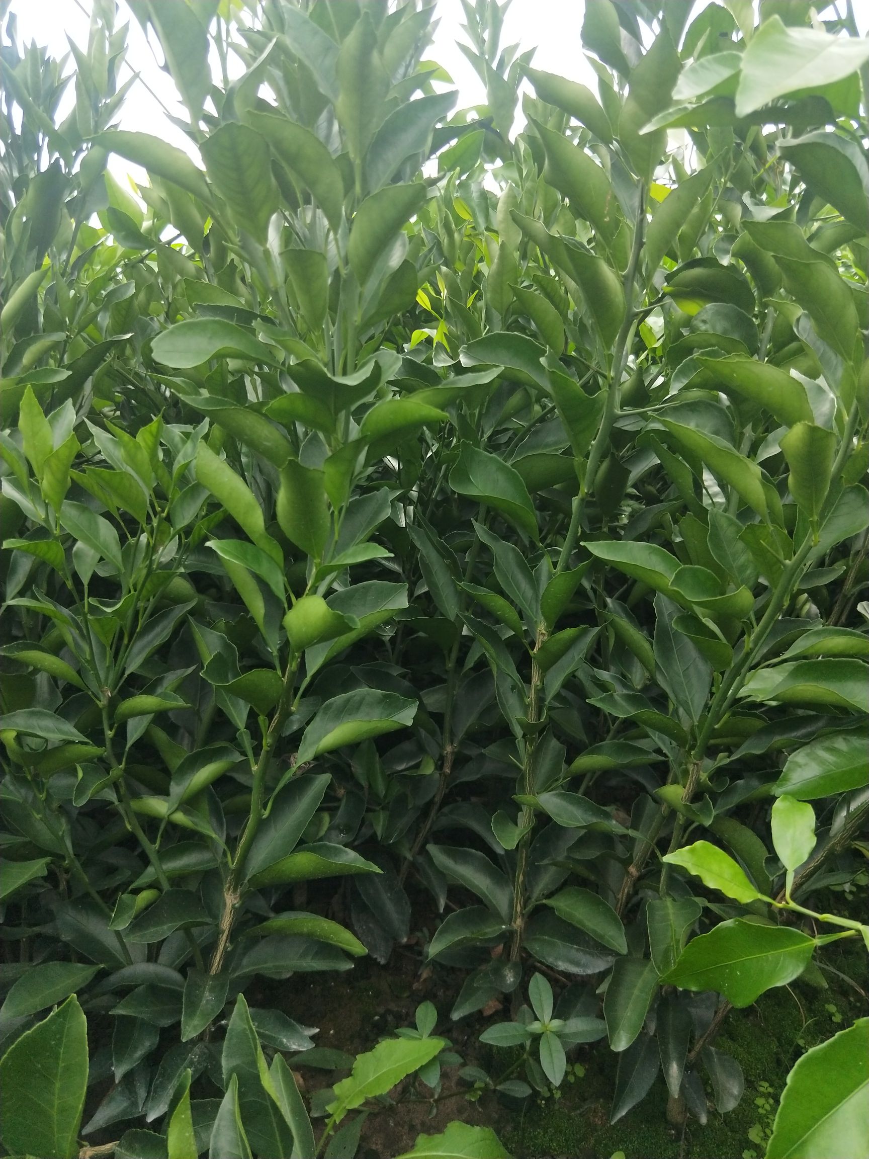 龙山县耙耙柑桔苗 0.2~0.35米