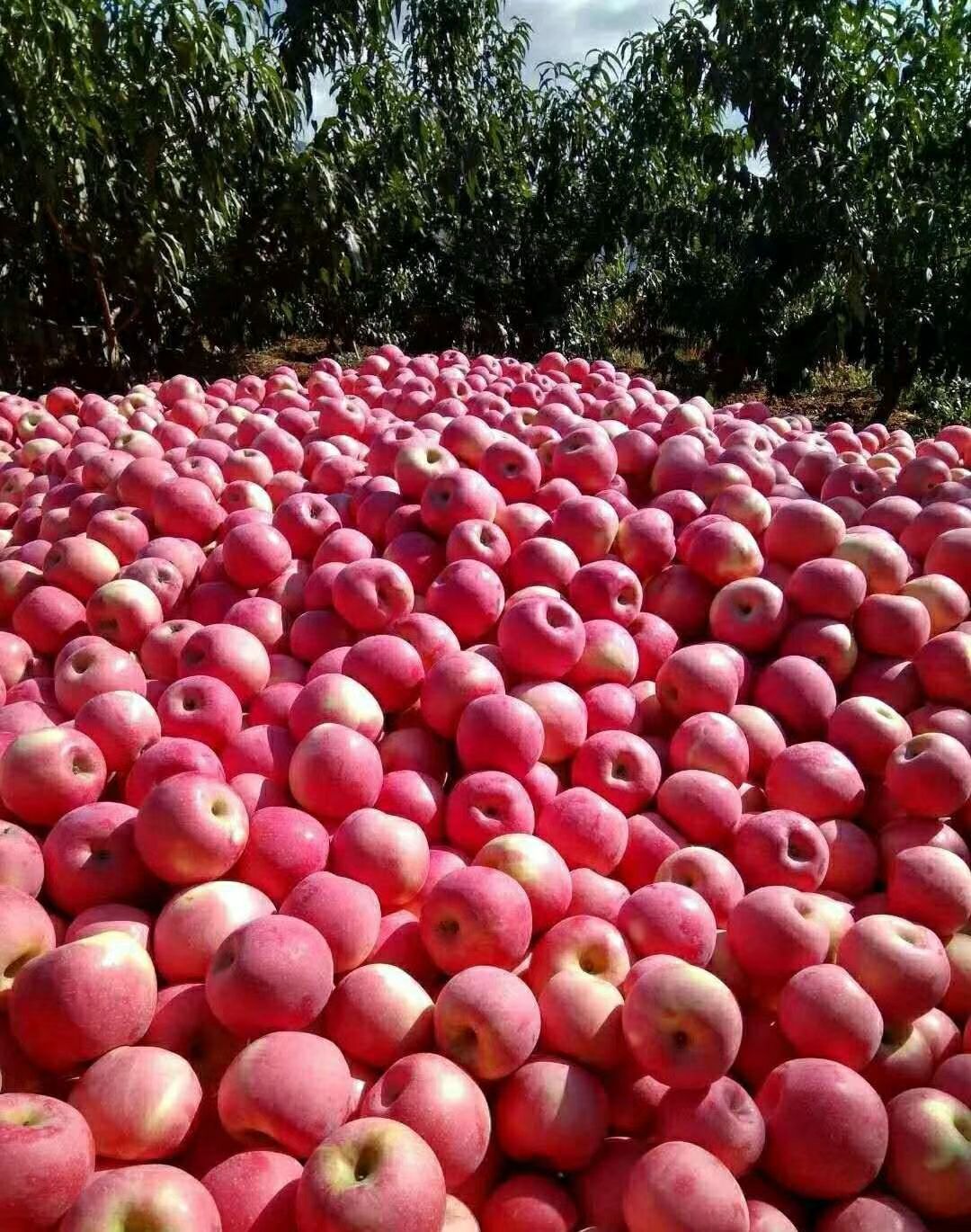 寒富苹果 纸袋 全红 70mm以上