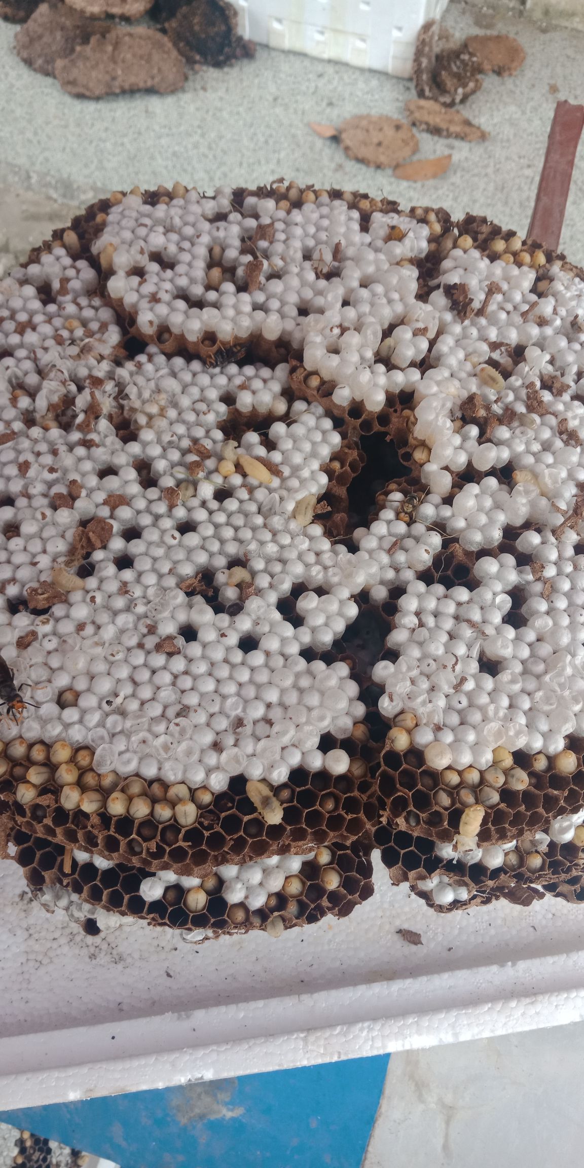 马蜂蛹