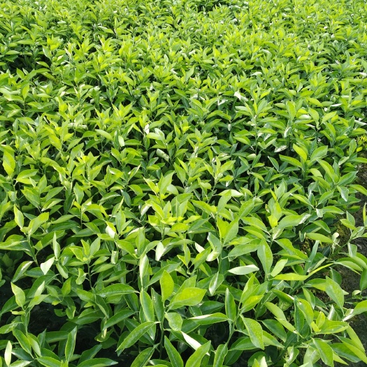 松滋市纽荷尔脐橙苗  品种纯根系发达无病无虫多购从优