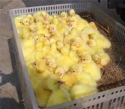 嘉祥县大三花鹅苗 