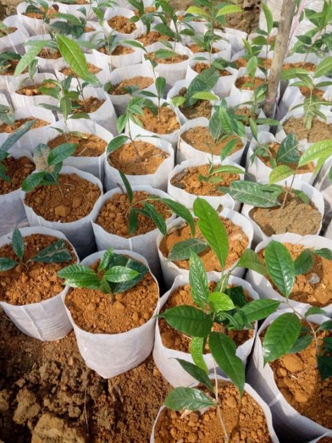 育苗袋/育苗杯/容器袋  黑色营养杯 营养袋 营养钵 塑料育