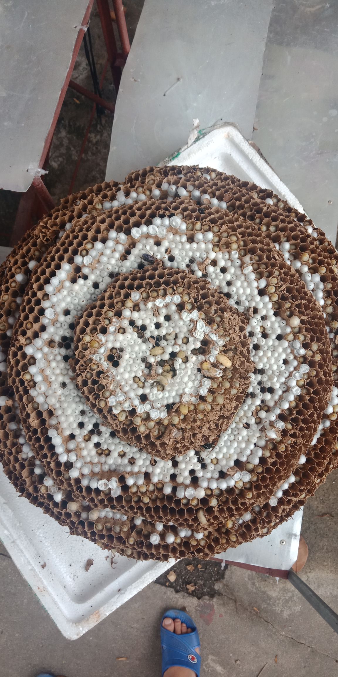 马蜂蛹