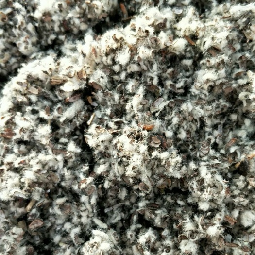棉籽壳  新疆棉壳、中壳中绒、食用菌栽培原料、种植蘑菇