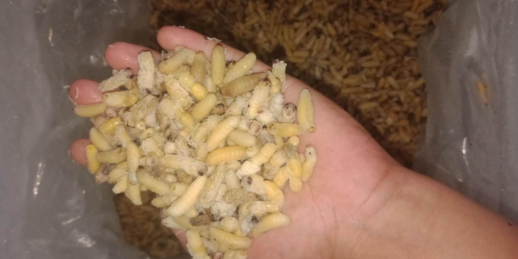 马蜂蛹
