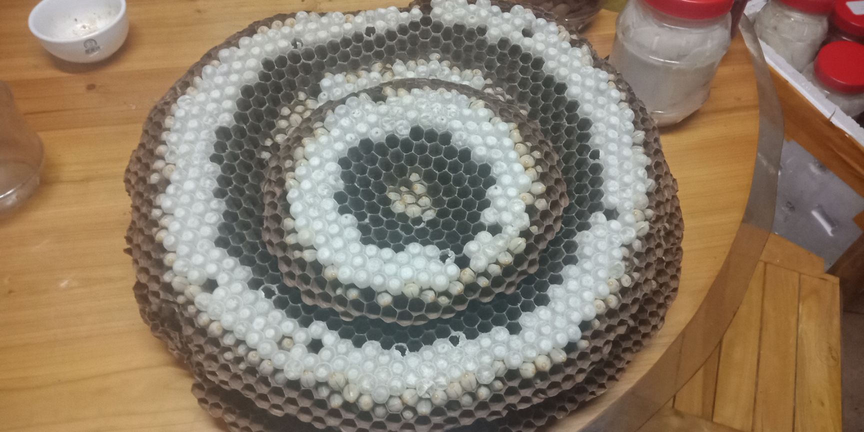 马蜂蛹