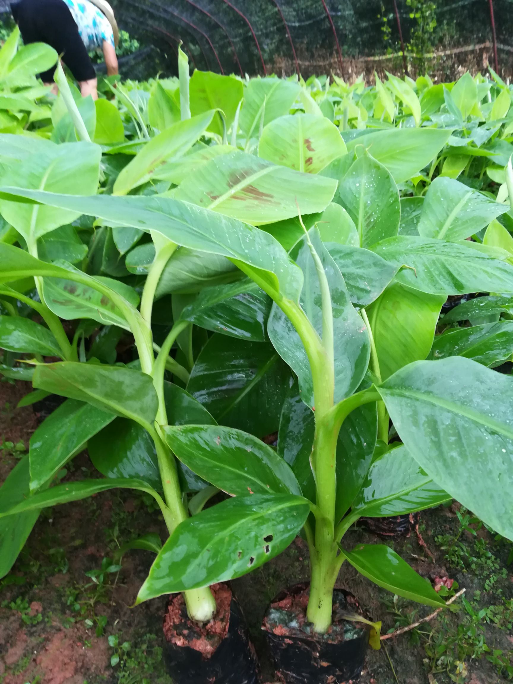 威廉斯香蕉苗  桂蕉9号
桂蕉1号现货直供