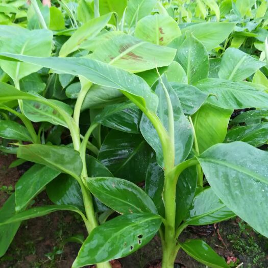 浦北县威廉斯香蕉苗  桂蕉9号
桂蕉1号现货直供