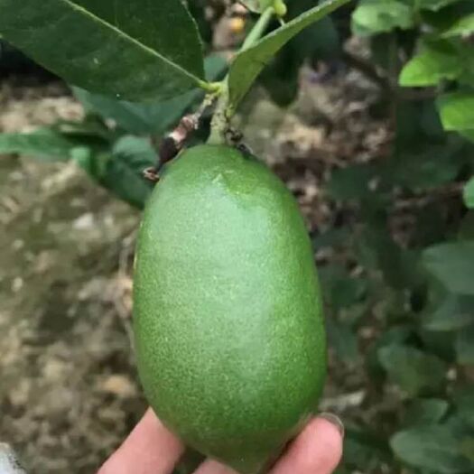 灵山县青柠檬苗