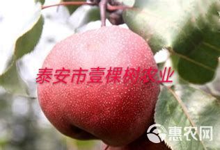 奥红一号红梨苗 1~1.5米