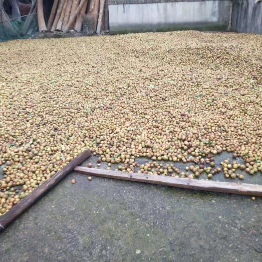 怀化野生山茶油