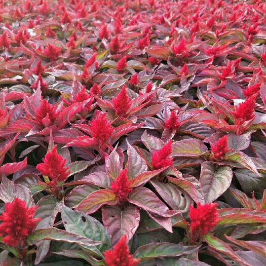 青州市 鸡冠花，基地直销 ，别名一支笔，有红叶绿叶