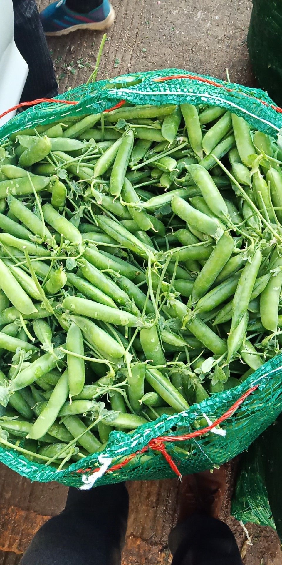 长寿仁豌豆 精品长寿豆现货