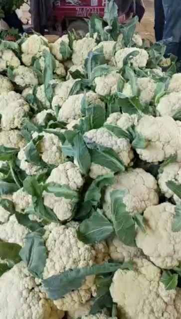 泗水县白花菜花  山东花菜大量供应 加工厂 市场 商超  全国发货欢迎洽谈