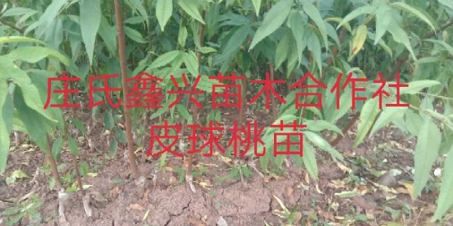 简阳市皮球桃树苗 0.5~1米
