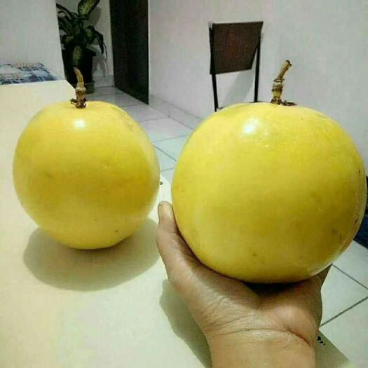 灵山县黄金百香果苗