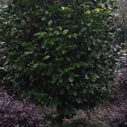 成都山茶花 140cm以上