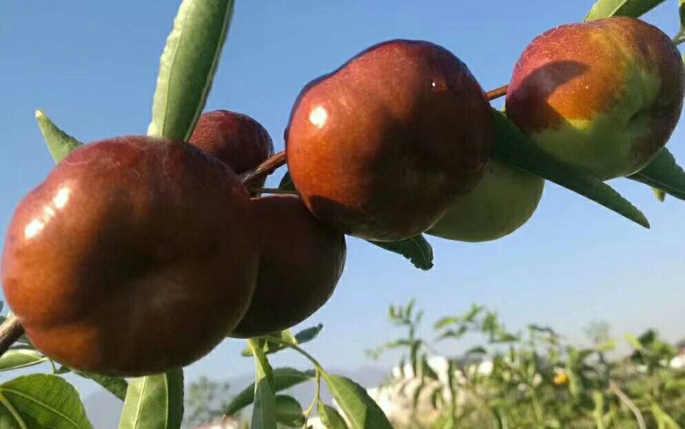  今年限量出售纯正一代蟠枣树苗!