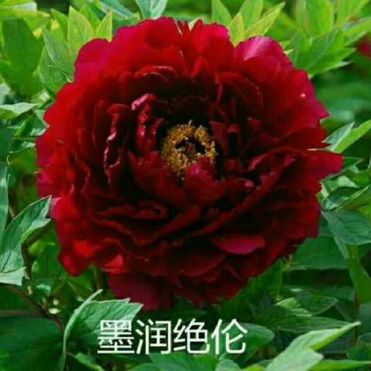 菏泽多花芍药 0.5米以下 2cm以下