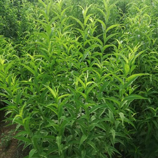 泰安毛桃苗 1~1.5米 