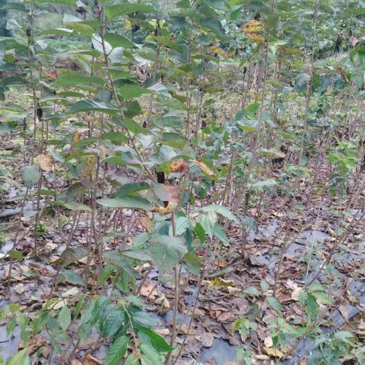 苍溪县红灯樱桃苗