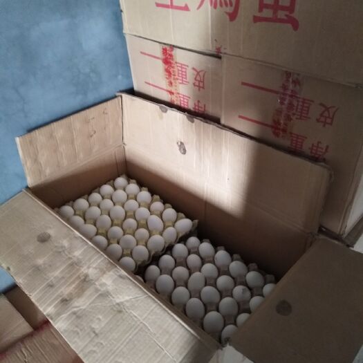 巨野县海兰白鸡蛋 箱装 食用