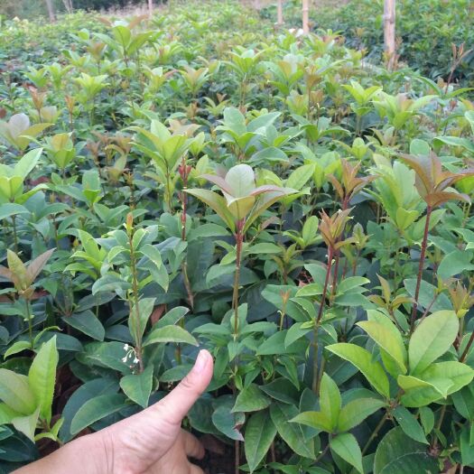 桂花苗 四季桂花一年四季开花浓香型庭院也可工程用苗绿化