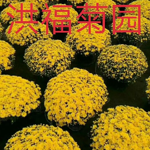 青州市国庆菊