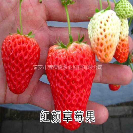泰安四季草莓苗 地栽苗 10~20公分