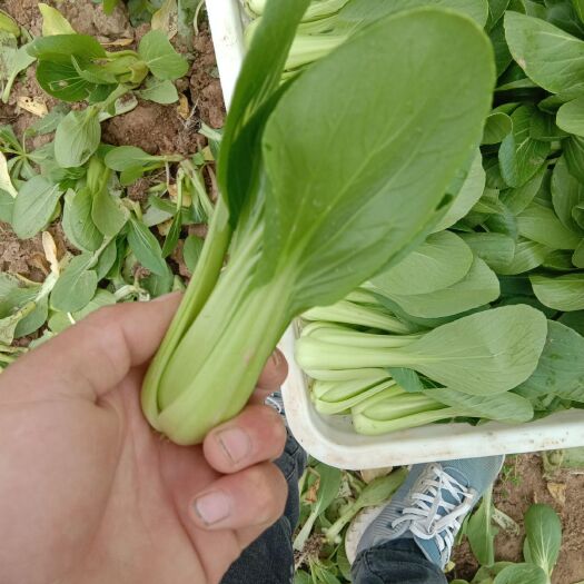 曹县上海青 8 ~10公分