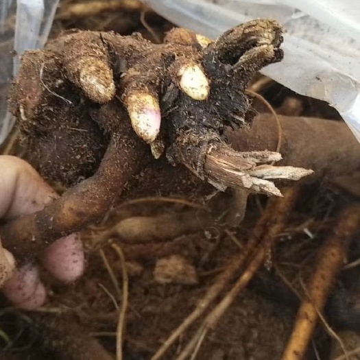 菏泽白芍种苗 