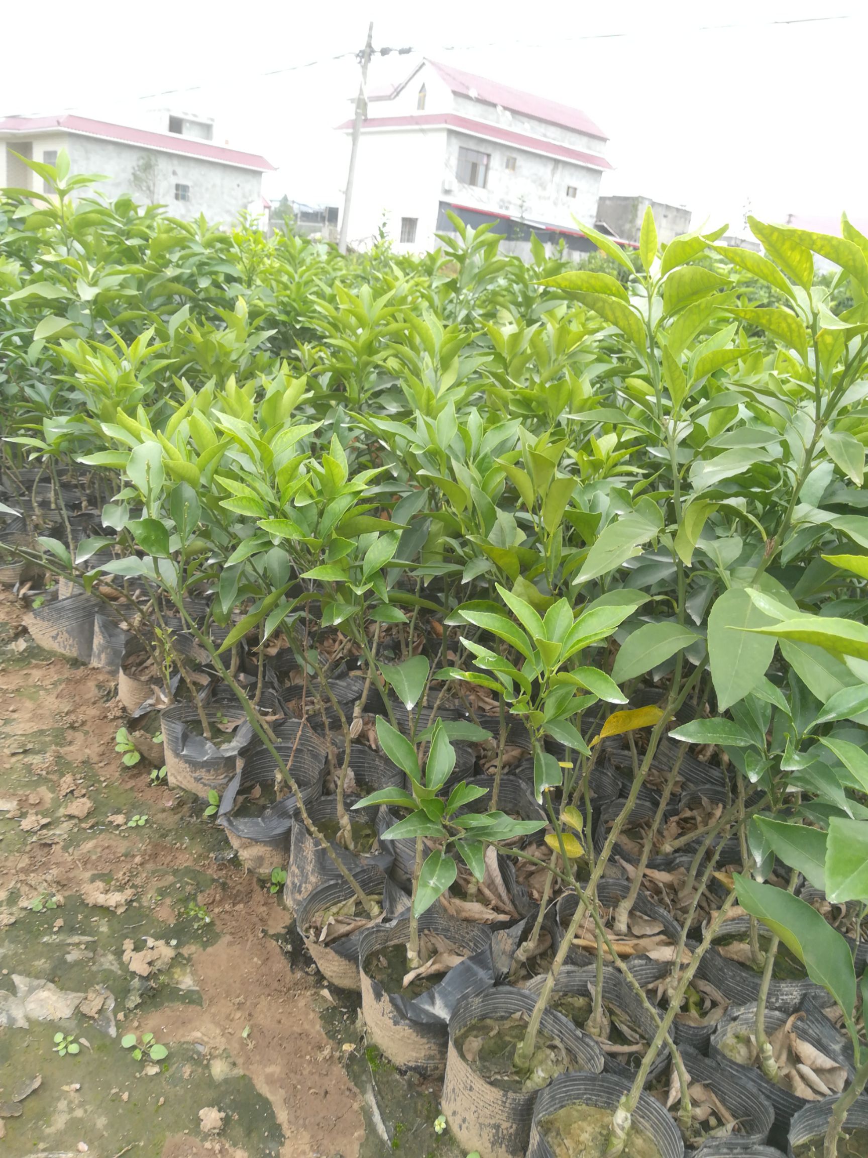 金堂县爱媛38号柑桔苗  爱媛38号，皮薄，肉质细腻，口感优