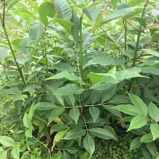 重庆市吴茱萸 