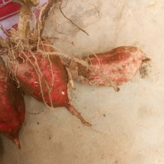 沙地红薯 红皮 1斤~1.5斤